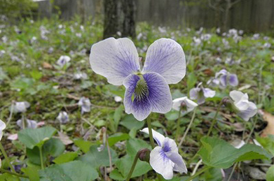 地面に目を向けると、何種類もの菫（すみれ）の花が咲いています。 菫図鑑には、150種もの野生の菫が収録されているものもあります。