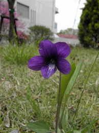 地面に目を向けると、何種類もの菫（すみれ）の花が咲いています。 菫図鑑には、150種もの野生の菫が収録されているものもあります。