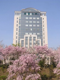 本部棟の周辺では、枝垂れ桜が見頃を迎えています。