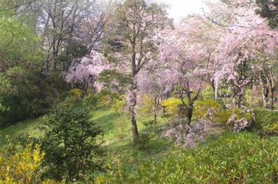 「文学の池」周辺の枝垂れ桜も見事です。