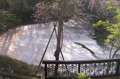 花びらが「文学の池」の水面を覆っています。このような光景を、花びらの橋に見立てて「花の浮橋」といいます。