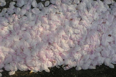 染井吉野の花びらが花吹雪となって舞い落ち、そこかしこで花びらの絨毯を織りなしています。散った後まで、私たちの目を楽しませてくれているようです。