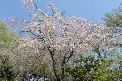 花水木や枝垂れ桜が見頃を迎えています。