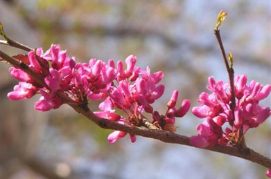 【花蘇芳】正門から続く「桜花の道」では、花蘇芳（ハナズオウ）が咲き始めました。こちらも中国原産。マメ科の植物です。