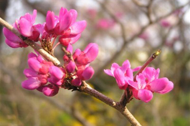 【花蘇芳】正門から続く「桜花の道」では、花蘇芳（ハナズオウ）が咲き始めました。こちらも中国原産。マメ科の植物です。