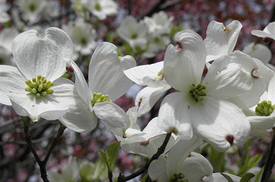 【花水木】女子短大の裏手では、花水木や桜草が咲いています。