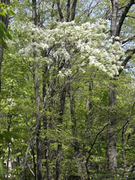 昨年まできづきませんでしたが、池田記念講堂の横で白い花をつけているアオダモ（モクセイ科トネリコ属）の木をみつけました。