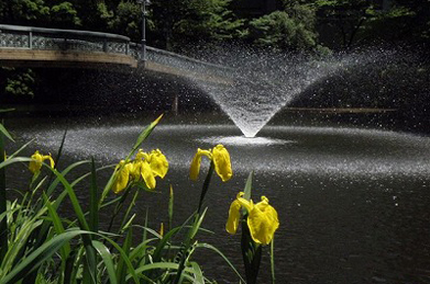 「文学の池」で咲き始めているのは黄菖蒲（キショウブ）。 湿地や水辺を好みます。