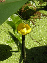 【河骨】「セントラル」の前の小さな池で咲き始めた河骨（コウホネ）は、スイレン科の多年草。 東京都では「保護上重要な野生生物種」に指定されています。