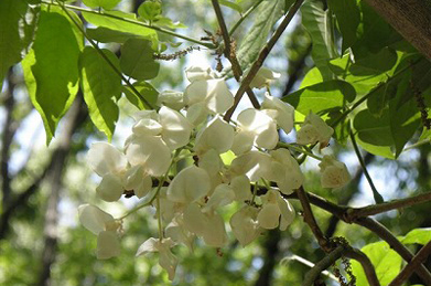 【白花山藤】白い花の最後を飾るのは白花山藤（シロバナヤマフジ）。「文学の池」の側の藤棚で咲いています。藤の花言葉は「歓迎」。世界中から本学を訪れる方々を歓迎しています。
