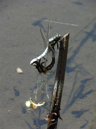 【塩屋蜻蛉】「文学の池」ではオタマジャクシが元気に泳ぎまわり、塩屋蜻蛉（シオヤトンボ）も飛び始めました。塩辛蜻蛉（シオカラトンボ）よりも少し小柄。上が雄で、下が雌です。