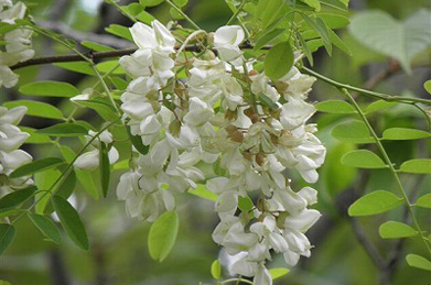 【針槐】白い藤に見えるのは針槐（ハリエンジュ）。女子短大の裏手で咲いています。 藤も針槐も同じマメ科の植物。どうりで似ているはずです。藤と同じく芳香があります。