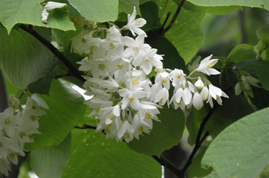 【白雲木】針槐の横で咲いているのは白雲木（ハクウンボク）。まもなく咲き始めるエゴノキの花にそっくり。エゴノキ科の落葉高木です。