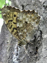 【サトキマダラヒカゲ】雑木林の中では、樹液の匂いが漂い始めました。オオスズメバチもやってくる木にはサトキマダラヒカゲという蝶がいました。