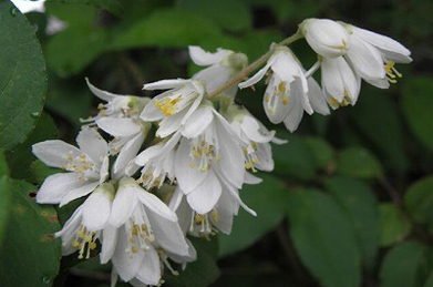 【空木】  卯の花とも呼ばれる空木（ウツギ）も、かつてはユキノシタ科。現在はアジサイ科に分類されています。