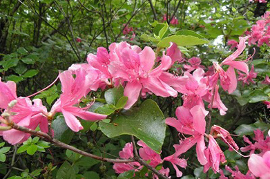 【神宮躑躅】よく似た色の神宮躑躅（ジングウツツジ）と石楠花（シャクナゲ）は、どちらもツツジ科の植物です。