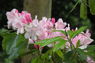 【石楠花】よく似た色の神宮躑躅（ジングウツツジ）と石楠花（シャクナゲ）は、どちらもツツジ科の植物です。