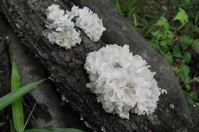 【白木耳】木の枝から咲いている紫陽花のように見えるのは、白木耳（シロキクラゲ）。中国では不老不死の高級食材として珍重され、かの楊貴妃も美容のために用いたそうです。