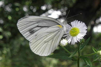 【スジグロシロチョウ】蝶は、花の蜜を吸うのに忙しいようです。
