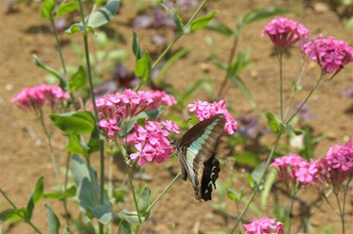 【アオスジアゲハ】蝶は、花の蜜を吸うのに忙しいようです。