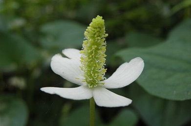 【ドクダミ】ドクダミも、白い花びらに見えるのは総苞片（そうほうへん）。中央の黄色い部分が花の集まりです。民間薬として利用され、利尿、解毒の効用があります。地下茎で繁殖する多年草で、花言葉は「白い追憶」です。