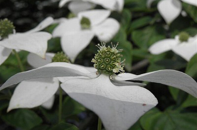 【山法師】ドクダミと同じ構造をしている山法師（ヤマボウシ）。花のように見える白い4枚の苞の中心が花です。実は果実酒になります。