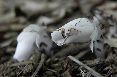 【銀竜草】地面からニョッキと出ているのは、銀竜草（ギョリンソウ）。色素がない白い姿から、別名を幽霊茸（ユウレイタケ）といいます。ベニタケ属の菌類（キノコ）と共生して菌根を形成し、その菌根を通して樹木から栄養を得ています。