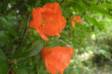 【石榴】オレンジの花は石榴（ザクロ）。中近東原産で、平安時代に日本に伝わりました。