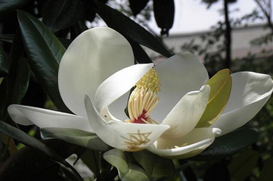 【泰山木】泰山木（タイサンボク）は、モクレン科の常緑高木。花からは良い香りが漂います。