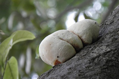 【ヒラフスベ】サルノコシカケ科のヒラフスベというキノコ。木の上でシロクマが寝そべっているようにも見えませんか？