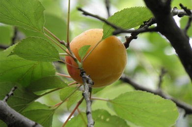 【杏】東洋哲学研究所の隣の文系C棟の駐車場では、杏の実が色づいています。 世界最古のキリスト教国アルメニアでは、杏は「アルメニコス」と呼ばれ愛されています。アルメニアの民族楽器であるドゥドゥクという笛も、杏の木から作られます。
