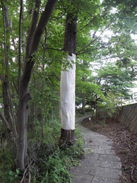 池田記念講堂の側には白布でぐるぐる巻きにされた木があります。たくさんの樹液が出ており、オオスズメバチが大量に飛来して危険なためです。