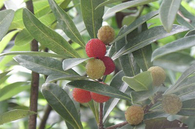 【山桃】山桃は、イチョウなどと同じ雌雄異株（しゆういしゅ）の植物。実がついているということは雌株です。熟した実を口に含むと、甘酸っぱい味がします。