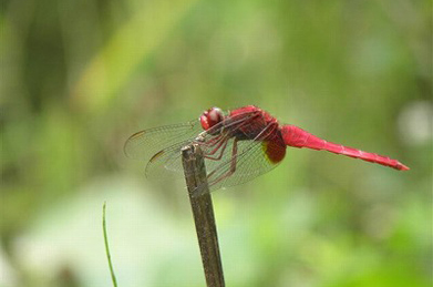 【ショウジョウトンボ】蓮や露草の周辺では、真っ赤なトンボが羽を休めています。