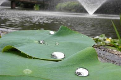 梅雨空け間近となりました。「文学の池」では、蓮の葉の上で水晶のような水玉が輝いています。