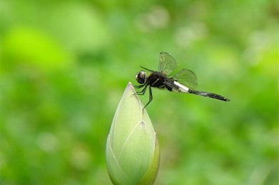 【コシアキトンボ】蓮の蕾ではトンボが羽を休めています。トンボにはそれぞれの縄張りがあるようで、他のトンボが近づくと激しい空中戦が始まります。