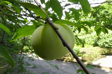 【李】青梅のように見えるのは、李（スモモ）の実。「スモモも桃も桃のうち」という早口言葉がありますが、スモモと桃は種が異なります。