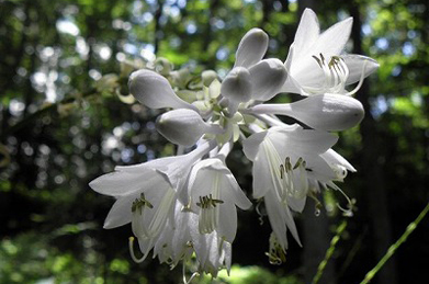 【大葉擬宝珠】その瑠璃色を求めて歩いたキャンパスの雑木林で、大葉擬宝珠（オオバギボウシ）がひっそりと咲いていました。