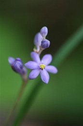 【姫藪蘭】自然が生み出す青色の美しさは、ルリボシカミキリだけではありません。 蛍袋（ホタルブクロ）、姫藪蘭（ヒメヤブラン）や秋田村草（アキノタムラソウ）の青にも、それぞれの美しさがあります。