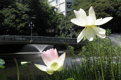 蓮や睡蓮の花、噴水もある「文学の池」には、一服の涼を求めて人々が訪れます。