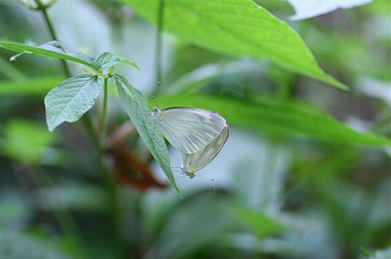 【筋黒白蝶】モンシロチョウに似ている筋黒白蝶（スジグロシロチョウ）。交尾したままの状態で、飛んだりとまったりしています。