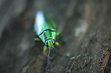 【玉虫】つぶらな目でこちらを見つめているのは、クヌギの木に産卵しに来た玉虫。メタリックなグリーンに虹色の二本線が特徴です。