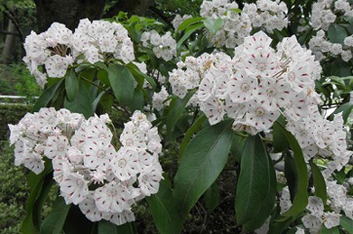 【カルミア】東洋哲学研究所の側で咲いているのは、カルミア。「アメリカシャクナゲ」という名の通り、石楠花（シャクナゲ）に似た葉をつけます。カルミアもシャクナゲもツツジ科の植物です。