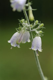 【釣鐘人参】釣鐘人参（ツリガネニンジン）はキキョウ科の多年草。６月頃から咲きはじめる同じキキョウ科の蛍袋（ホタルブクロ）を小さくしたような花です。