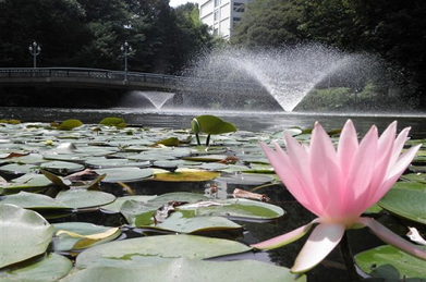 涼を求めて「文学の池」を散策してみると、まだ睡蓮が咲いています。