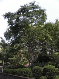 池田記念講堂の裏手にある大きな木は、島百日紅（シマサルスベリ）。普通の百日紅に比べて高木になります。
