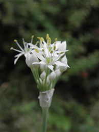 【韮】韮（ニラ）も小さな白い花を咲かせています。ユリ科ネギ属の多年草で、葉には体を温める効果があります。