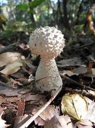 【コシロオニタケ】雑木林で小さな雪だるまのようなキノコを見つけました。テングタケ科のコシロオニタケ（幼菌）のようです。