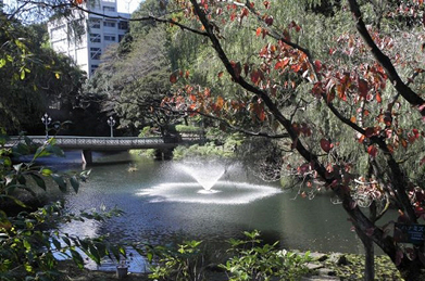 「文学の池」で色づいているのはハナミズキ。イトトンボが心地よさそうに秋の日差しを浴びています。