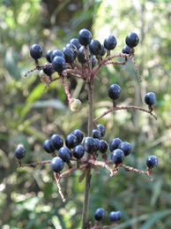 【藪茗荷】鮮やかな紫の実は紫式部（ムラサキシキブ）。深い青は藪茗荷（ヤブミョウガ）の実です。